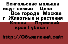 Бенгальские малыши ищут семью) › Цена ­ 5 500 - Все города, Москва г. Животные и растения » Кошки   . Пермский край,Губаха г.